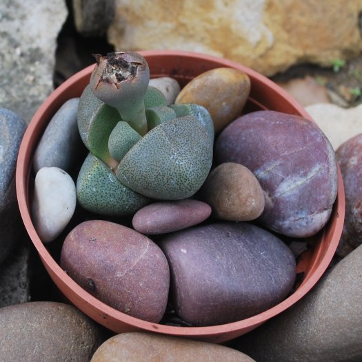Pleiospilos nelii